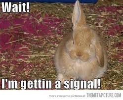funny bunny picture 3.jpg