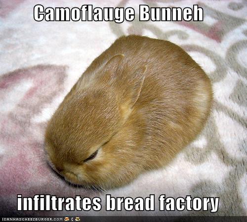 funny bunny picture.jpg
