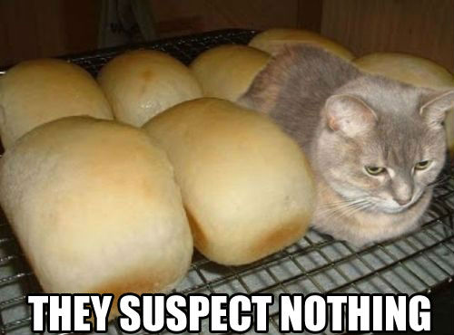 funny cat picture 3.jpg