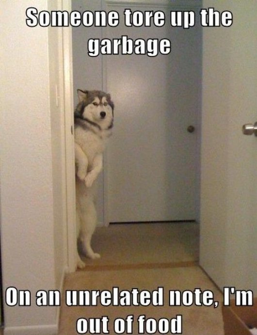funny dog picture.jpg