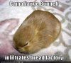 funny bunny picture.jpg