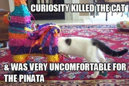 29-curiosity-killed-the-cat-pinata-meme.jpg