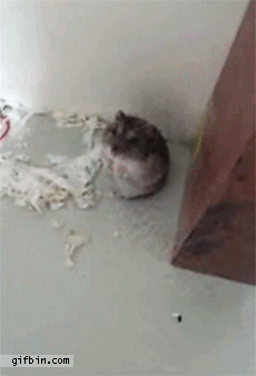 1338483607_hamster_plays_dead_after_being_shot_with_finger.gif